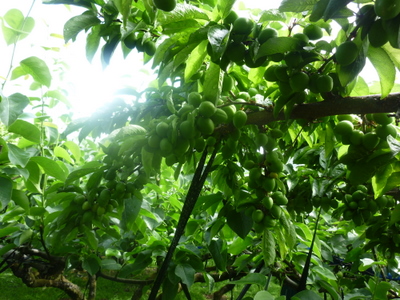 20110515-P1000648.JPG