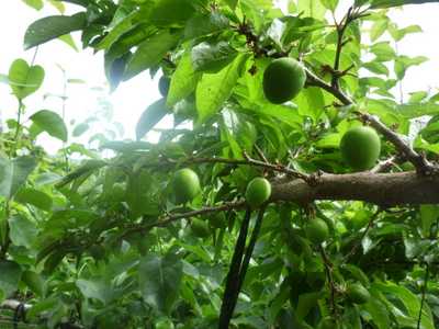 20110515-P1000651.JPG