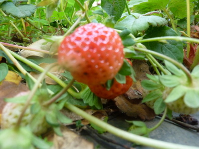 20110515-P1000652.JPG