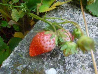 20110515-P1000653.JPG