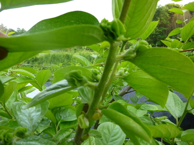 20110528-P1000654.JPG