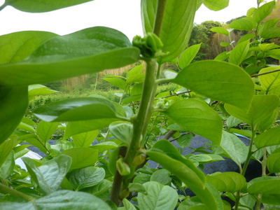 20110528-P1000657.JPG