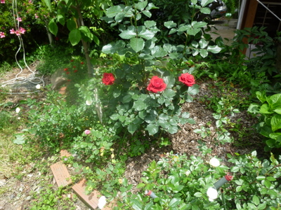 20110528-P1000659.JPG