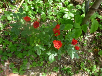 20110528-P1000660.JPG