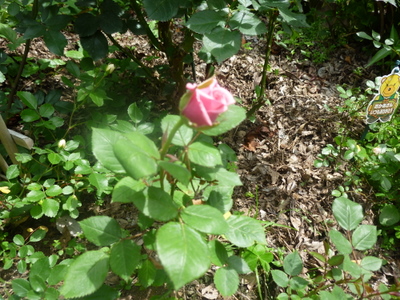 20110528-P1000661.JPG