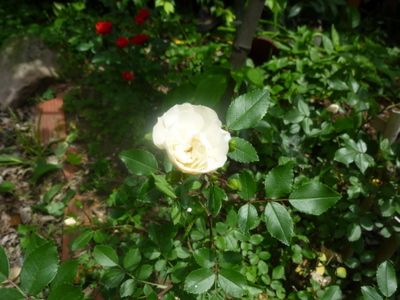 20110528-P1000662.JPG