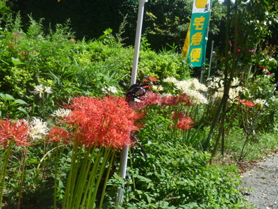 20111003-P1000951.JPG