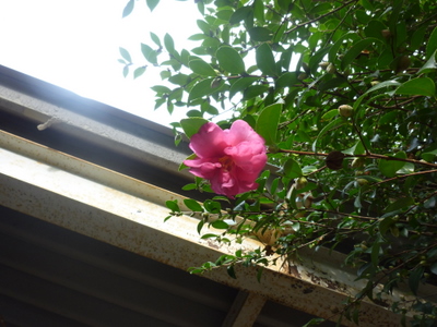 20111112-P1000980.JPG