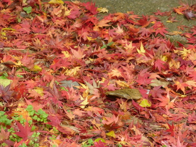 20111207-P1010043.JPG