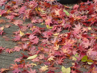 20111207-P1010044.JPG