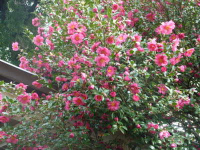 20111207-P1010045.JPG
