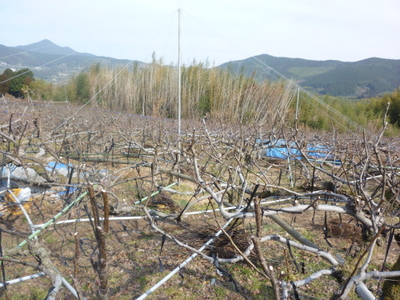 20120131-P1010182.JPG