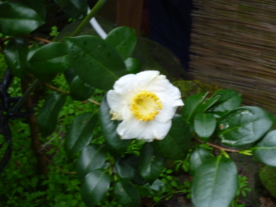 20120304-P1010269.JPG