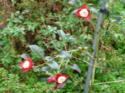 20120304-P1010270.JPG