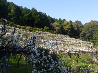 20120413-P1010456.JPG