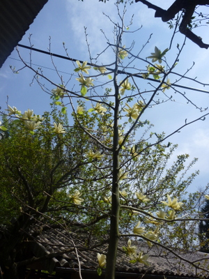 20120421-P1010495.JPG