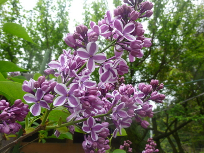 20120428-P1010497.JPG