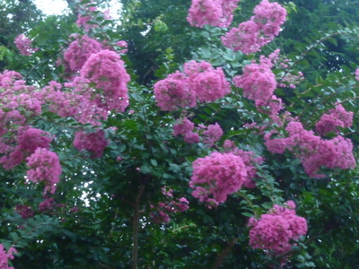 20120902-002.JPG
