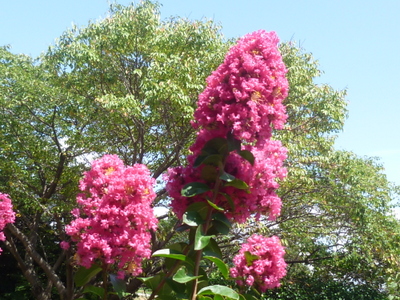 20120912-005.JPG