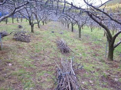 20130106-007.JPG