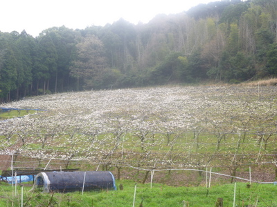 20130408-002.JPG