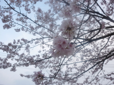 20130408-004.JPG