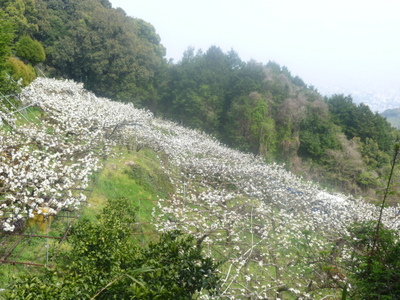 20130408-020.JPG
