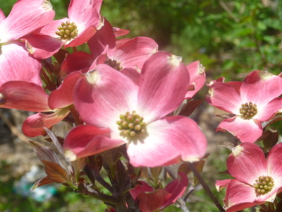 20130416-005.JPG