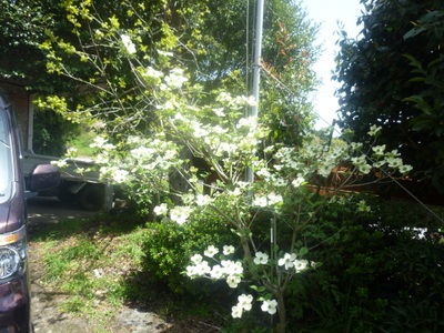 20130416-007.JPG