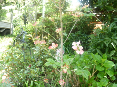 20130416-008.JPG
