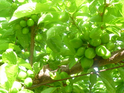 20130428-005.JPG