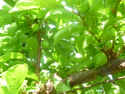 20130428-006.JPG