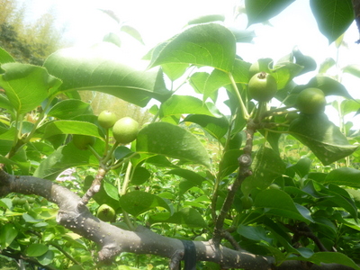 20130719-004.JPG