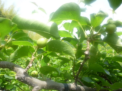 20130719-005.JPG