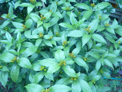 20131018-003.JPG