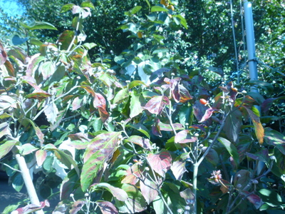 20131027-001.JPG
