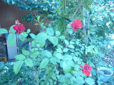 20131027-003.JPG