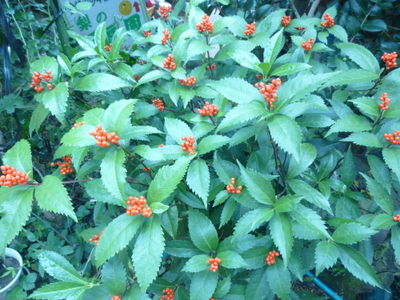 20131104-013.JPG