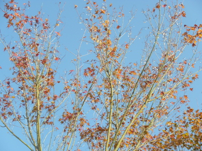 20131116-001.JPG